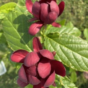 468432190_546310381535110_5739235648769253728_n